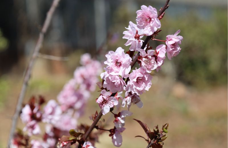 Blooming Beautifully - One of several new trees planted on campus in 2023 by the Services Department